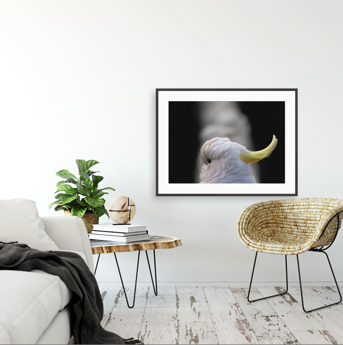 Cacatua Galerita II {Gallery frame}