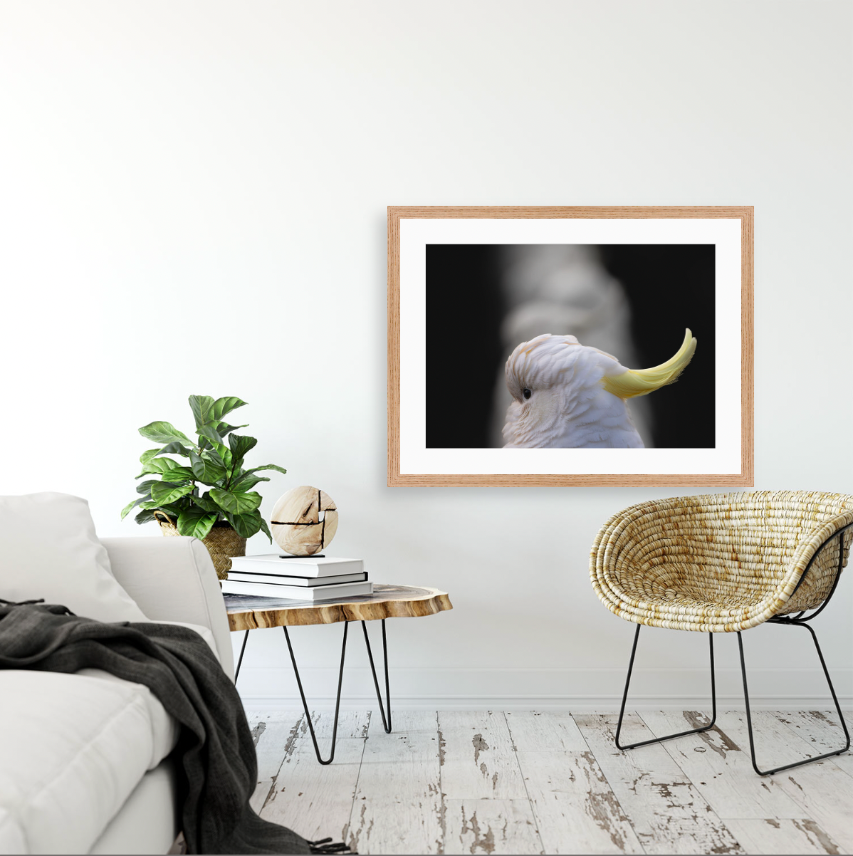 Cacatua Galerita II {Wood frame}