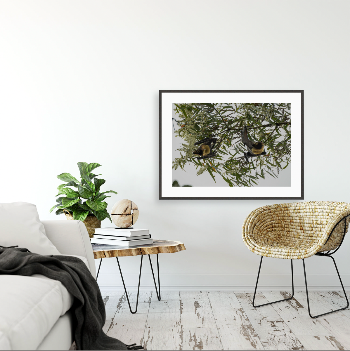 Pteropus Conspicillatus {Gallery frame}