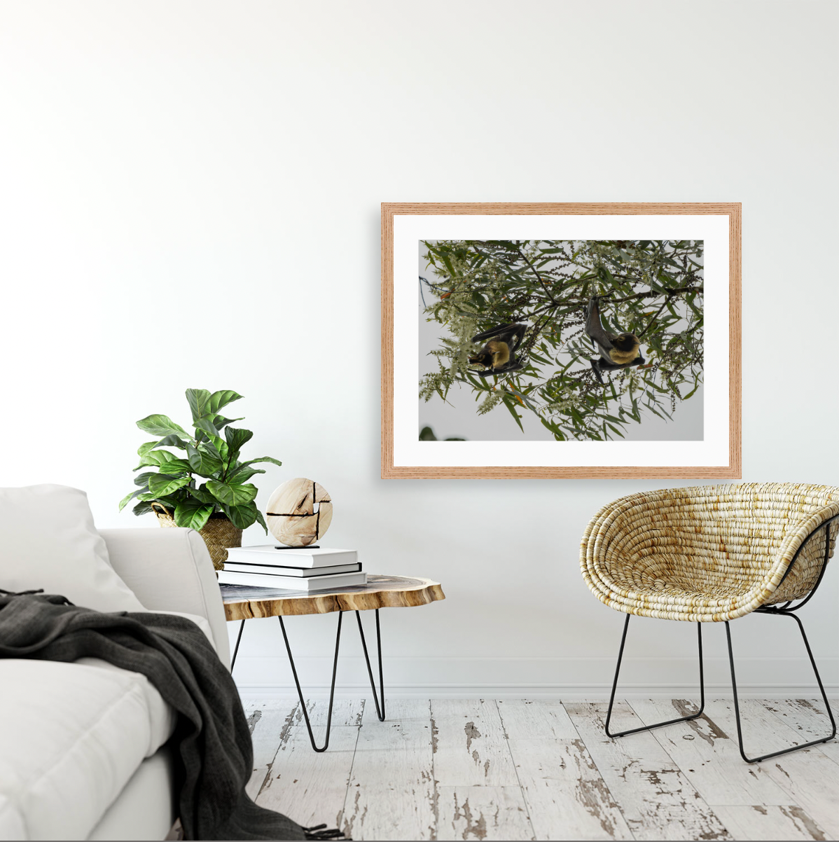 Pteropus Conspicillatus {Wood frame}