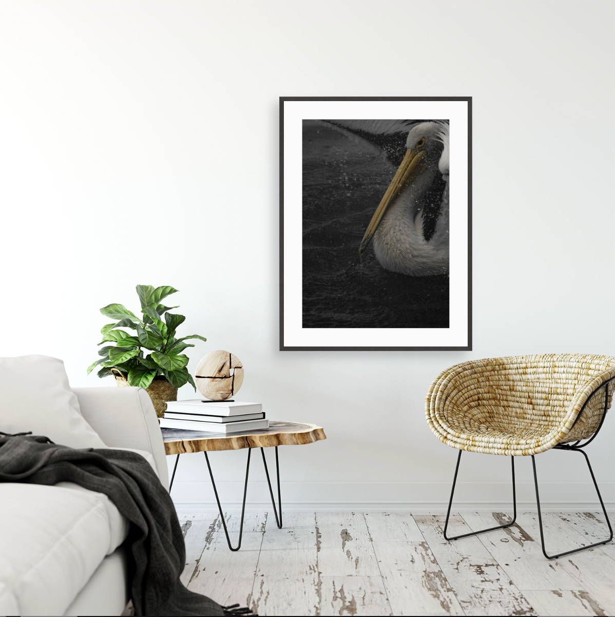 Pelecanus conspicillatus {Gallery frame}