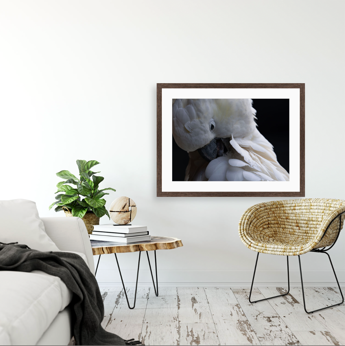 Cacatua Galerita I {Wood frame}
