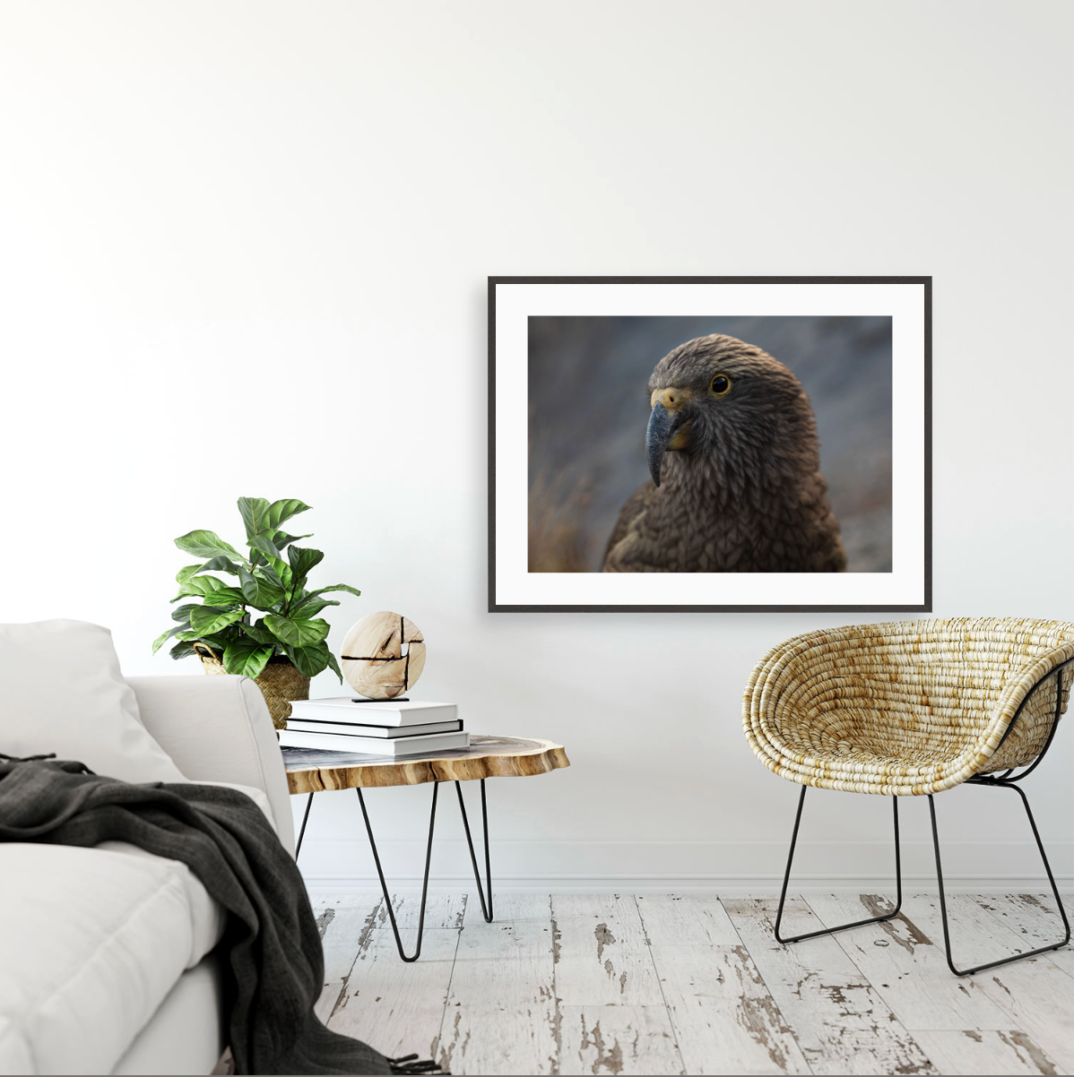 Kea I {Gallery frame}