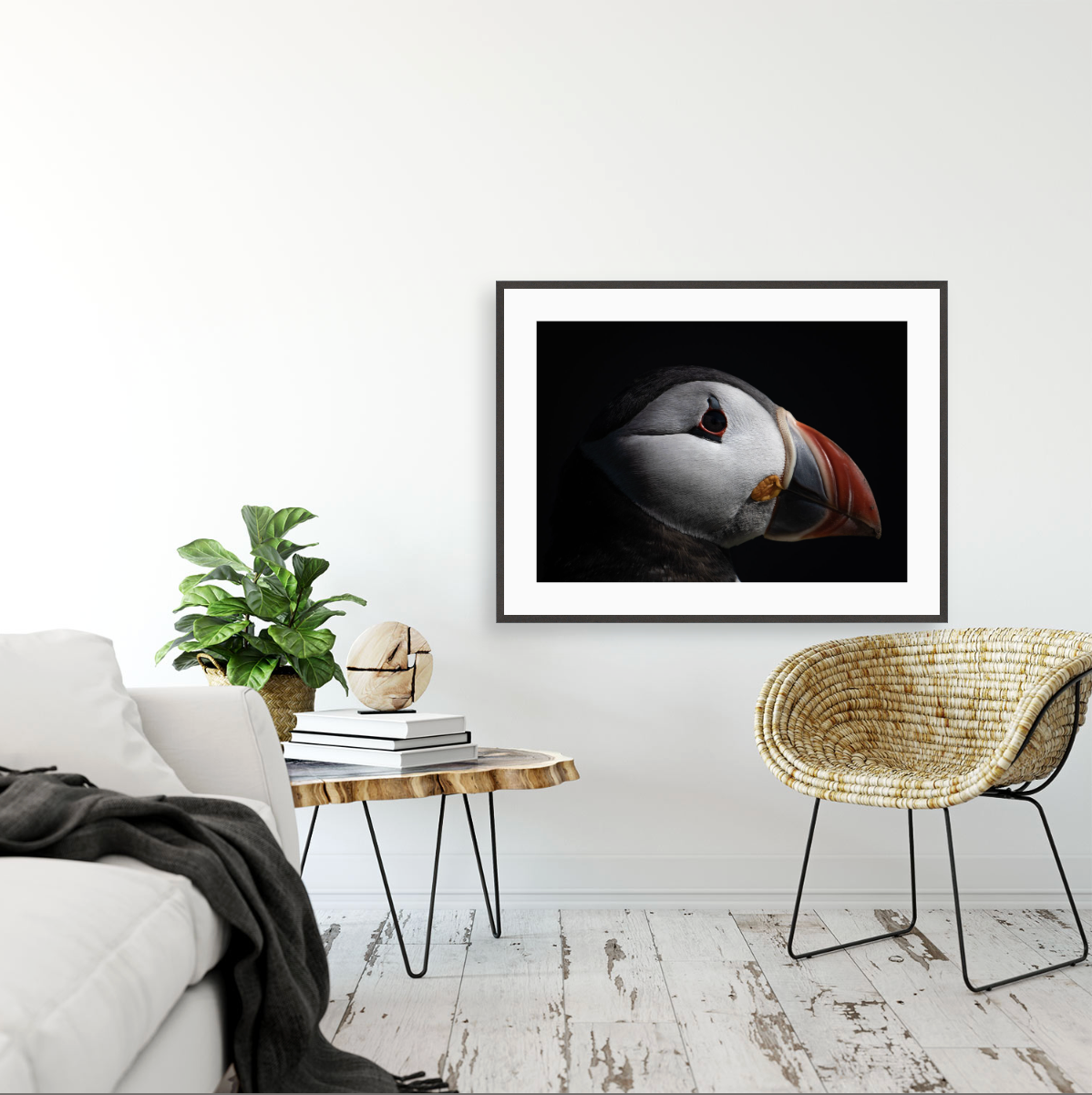 Fratercula Arctica I {Gallery frame}