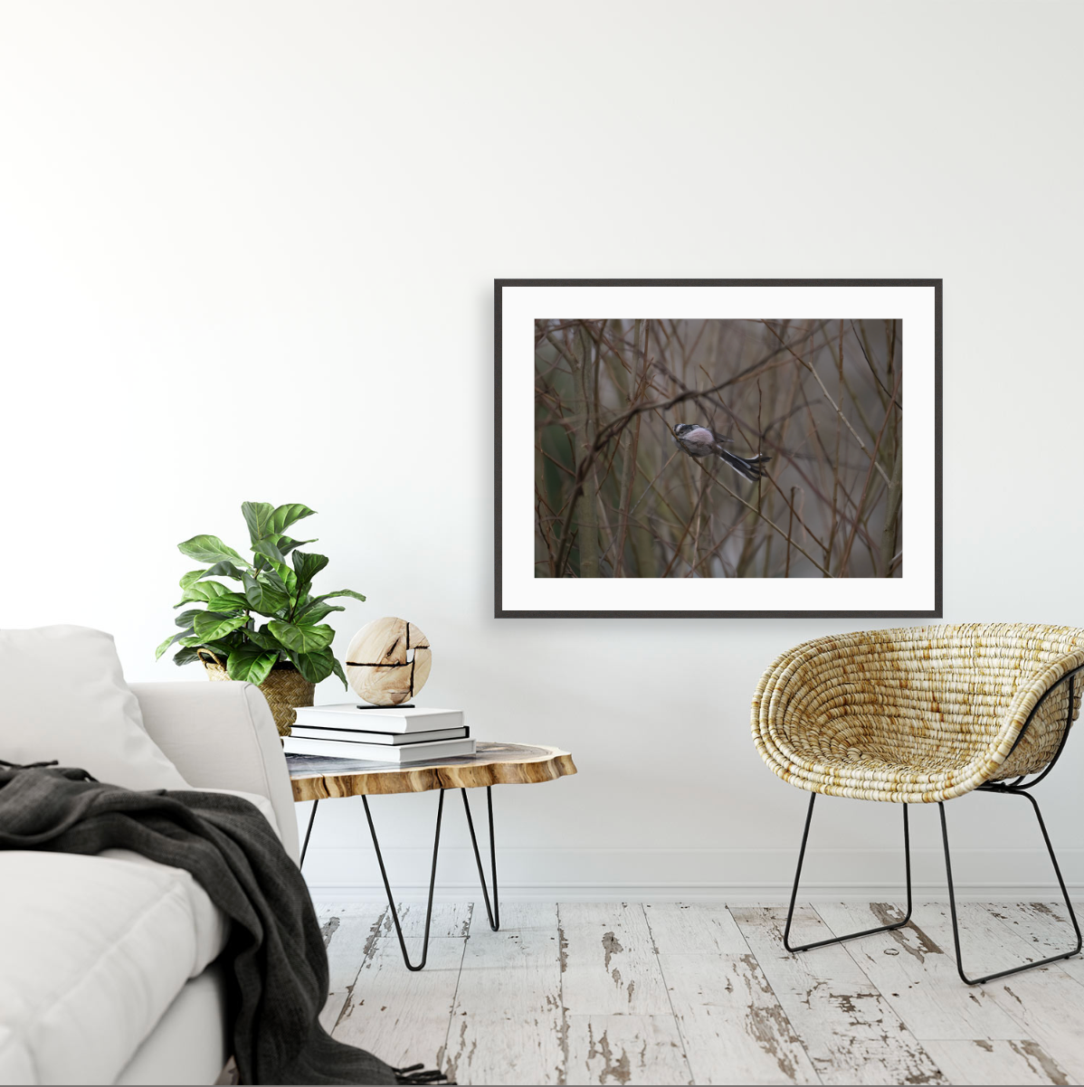 Aegithalos Caudatus {Gallery frame}