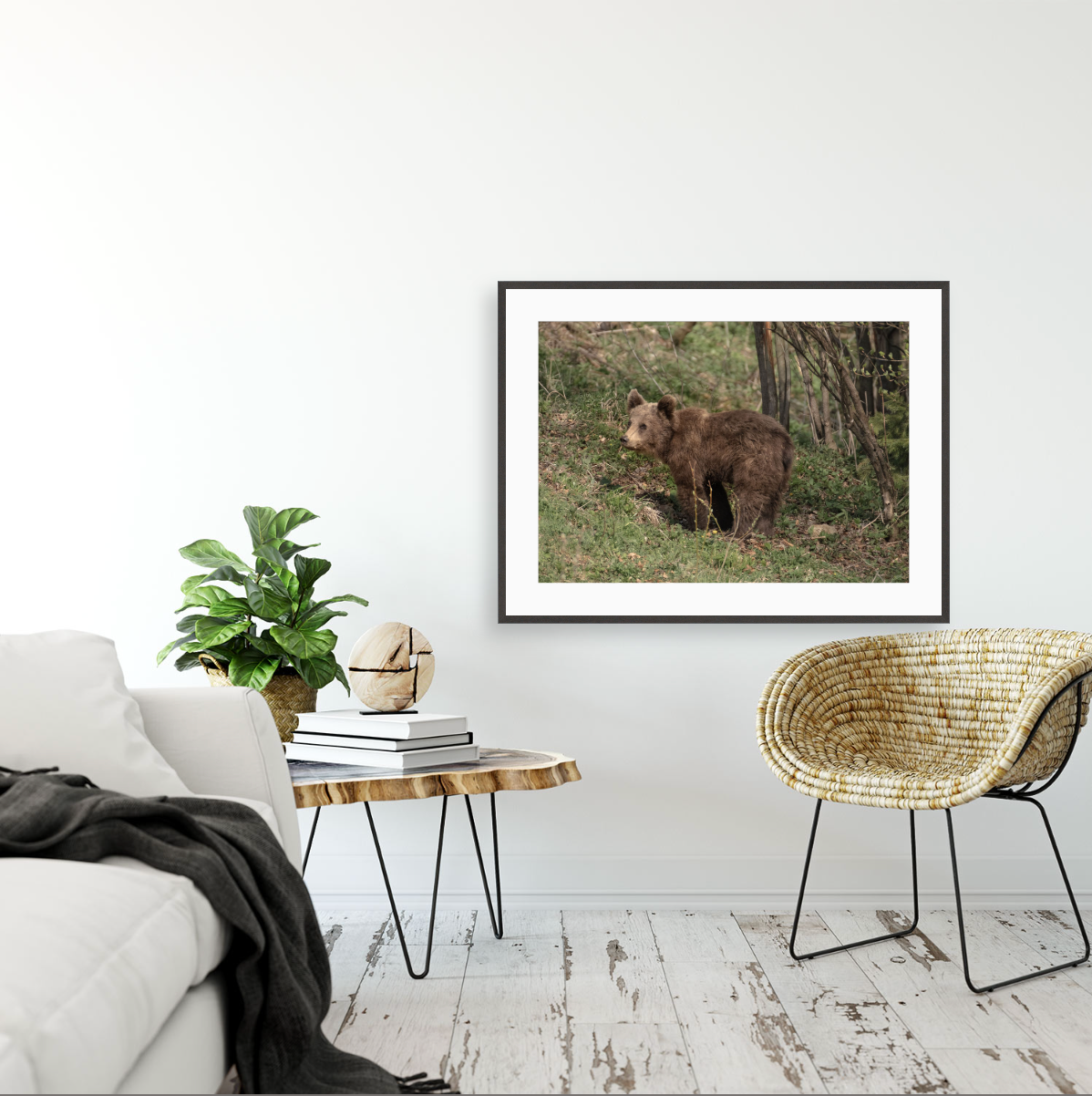 Ursus Arctos Arctos {Gallery frame}
