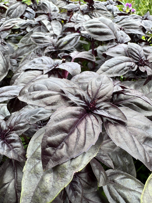 Purple Basil