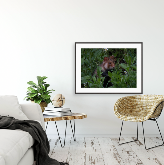 Hamsterdamn {Gallery frame}