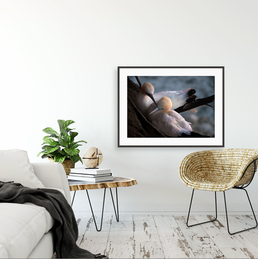 Tākapu {Gallery frame}