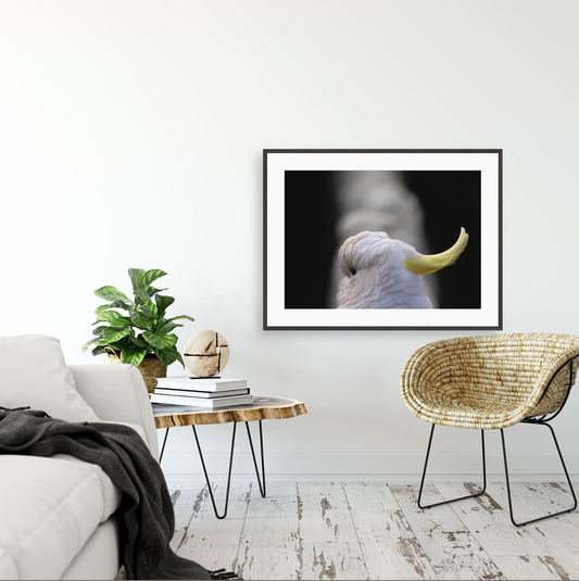 Cacatua Galerita II {Gallery frame}