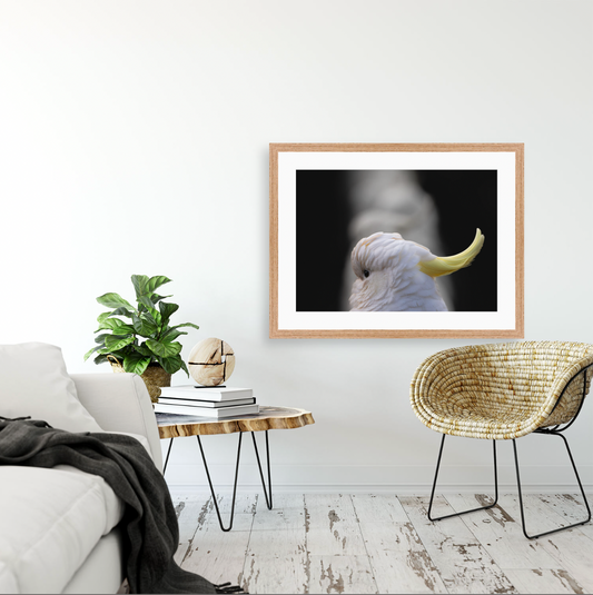 Cacatua Galerita II {Wood frame}