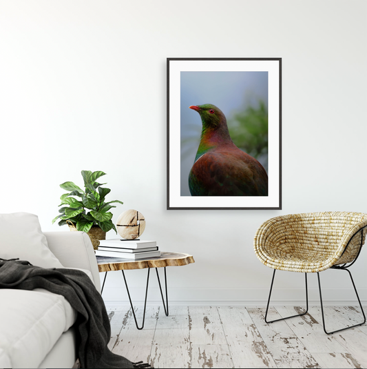 Kererū {Gallery frame}