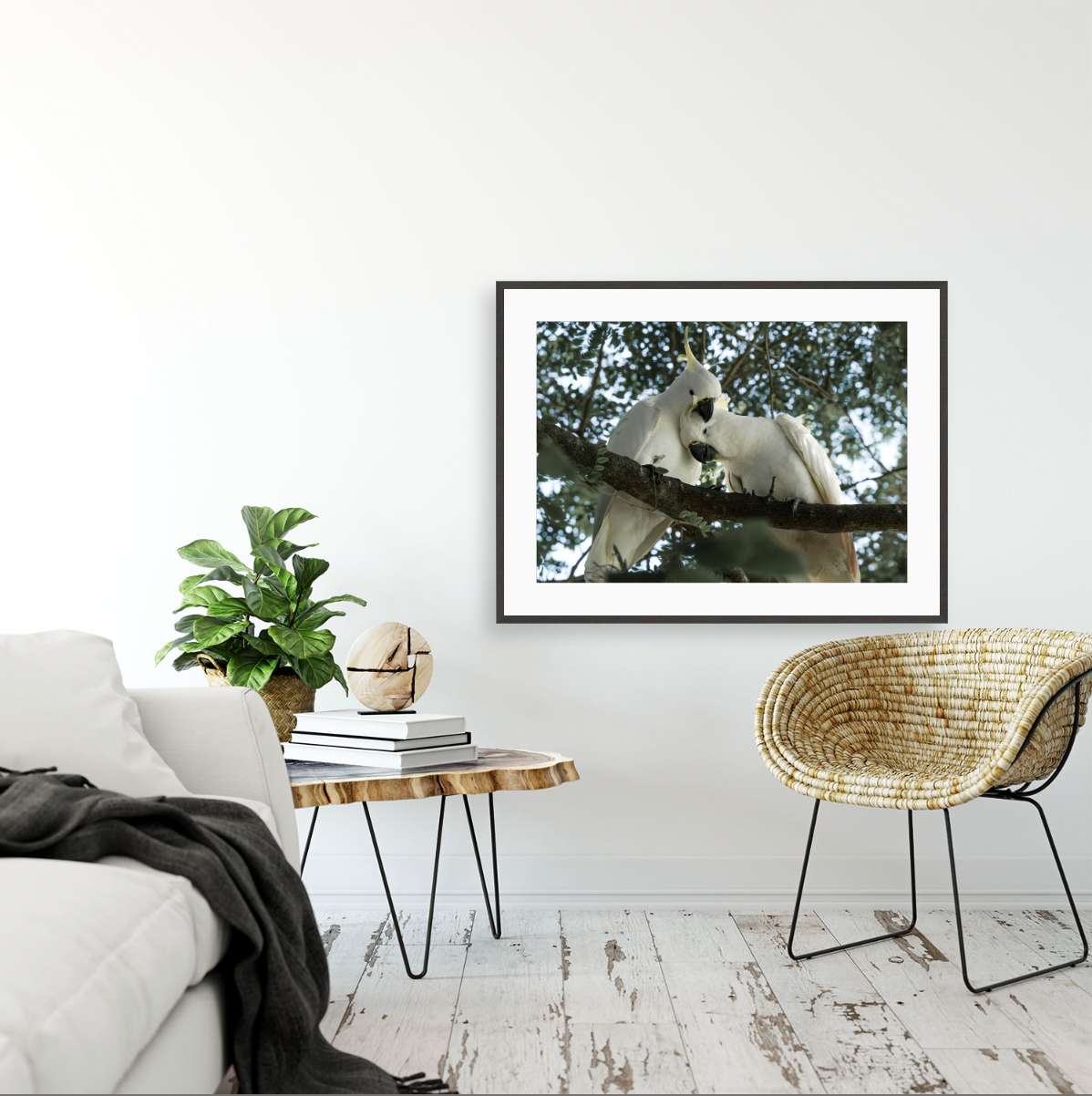 Cacatua Galerita III {Gallery frame}