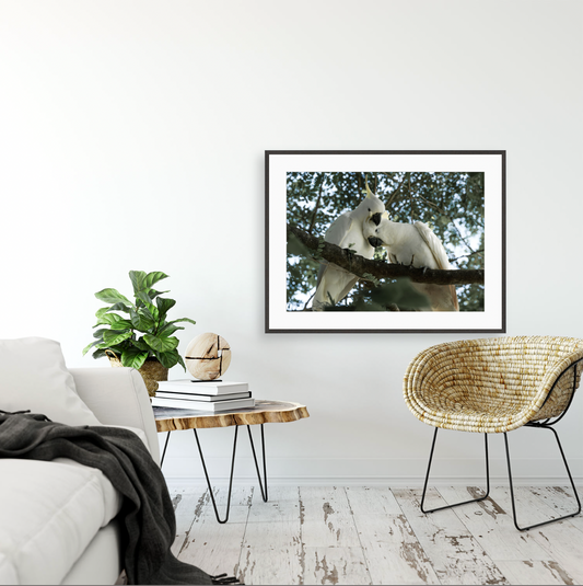 Cacatua Galerita III {Gallery frame}