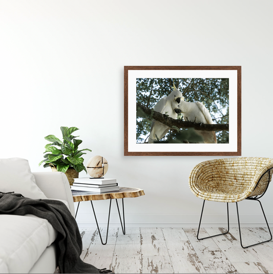 Cacatua Galerita III {Wood frame}