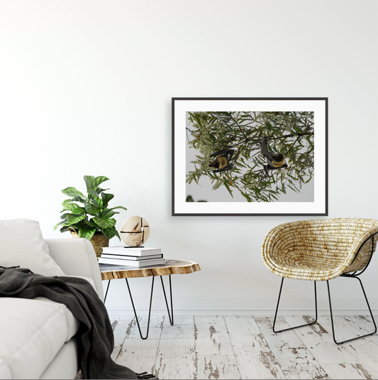 Pteropus Conspicillatus {Gallery frame}