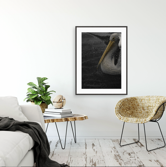 Pelecanus conspicillatus {Gallery frame}