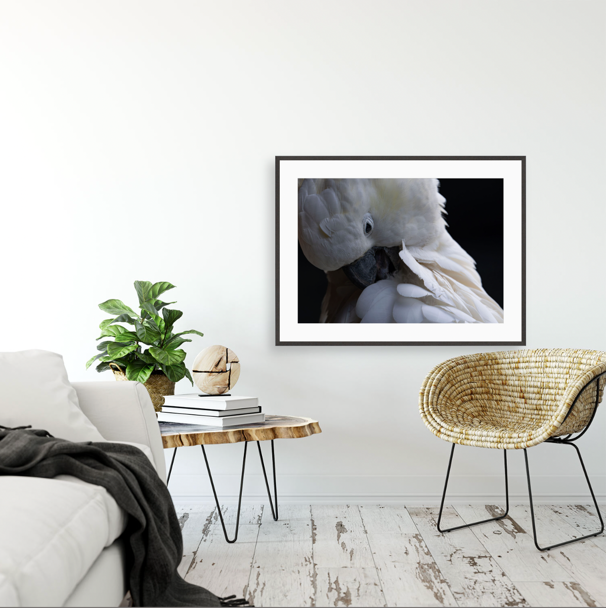 Cacatua Galerita I {Gallery frame}