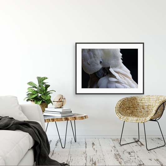 Cacatua Galerita I {Gallery frame}