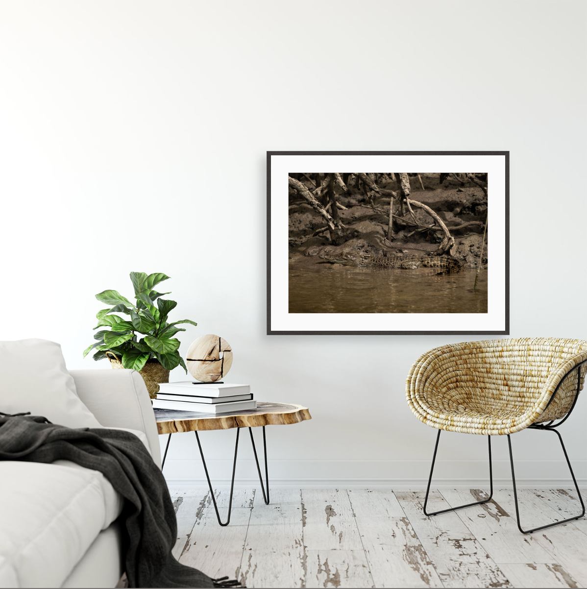 Crocodylus Porosus I {Gallery frame}