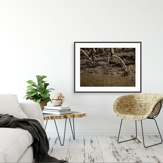 Crocodylus Porosus I {Gallery frame}