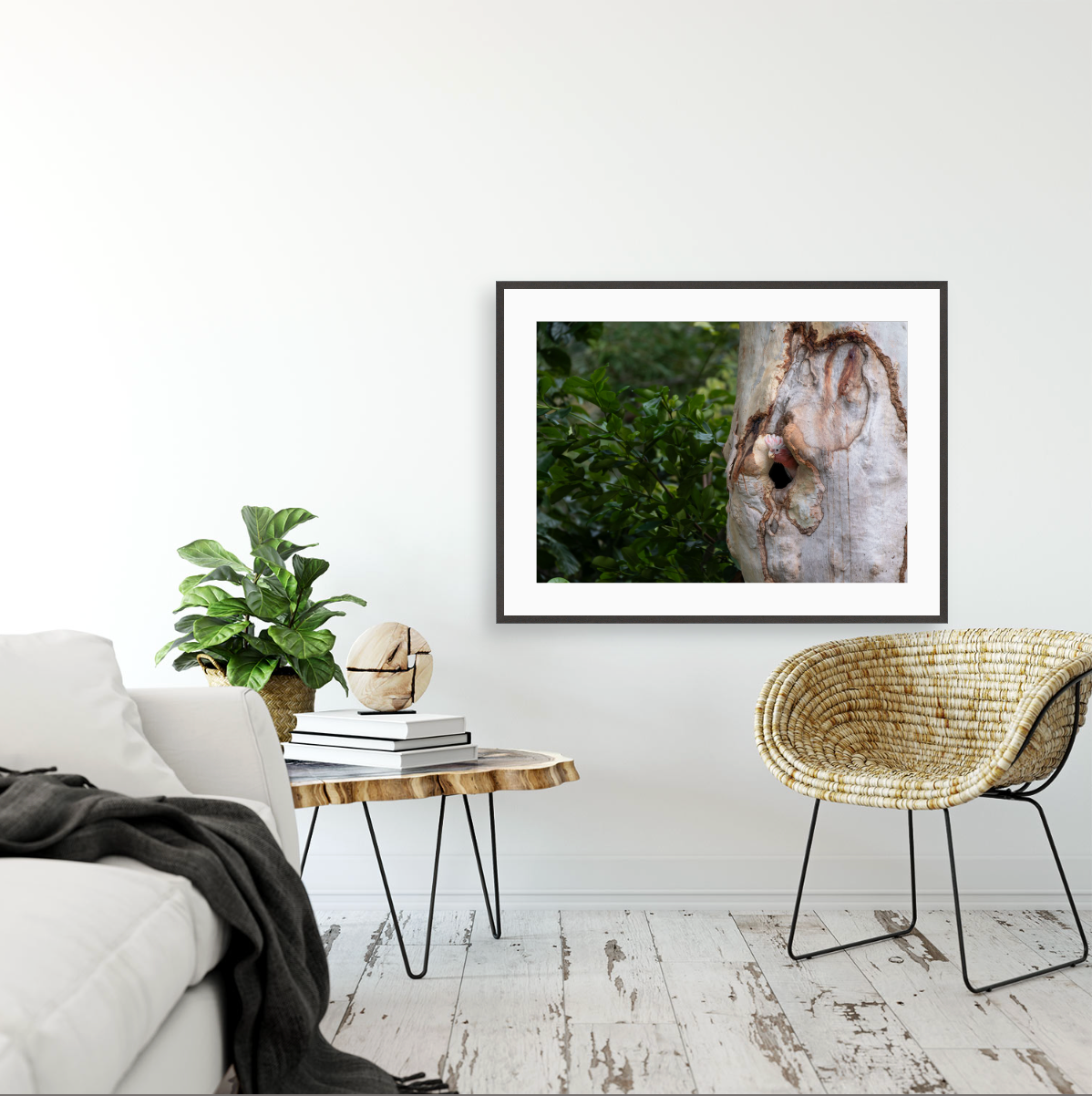 Eolophus Roseicapilla {Gallery frame}