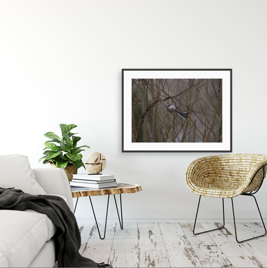 Aegithalos Caudatus {Gallery frame}