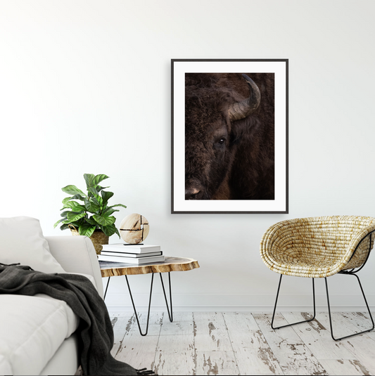 Bison bonasus I {Gallery frame}