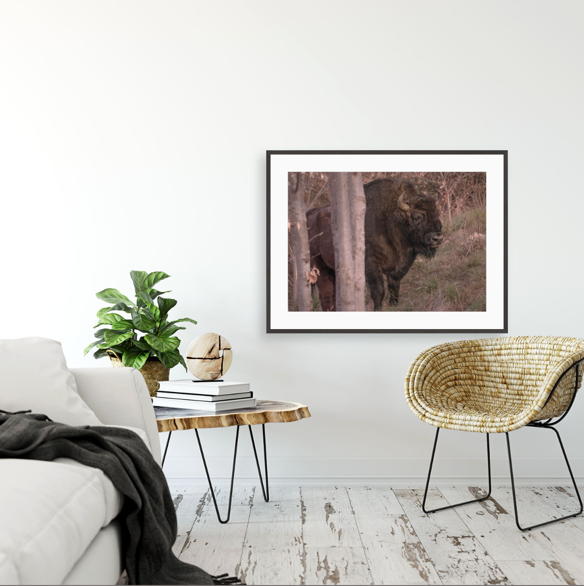 Bison bonasus II {Gallery frame}
