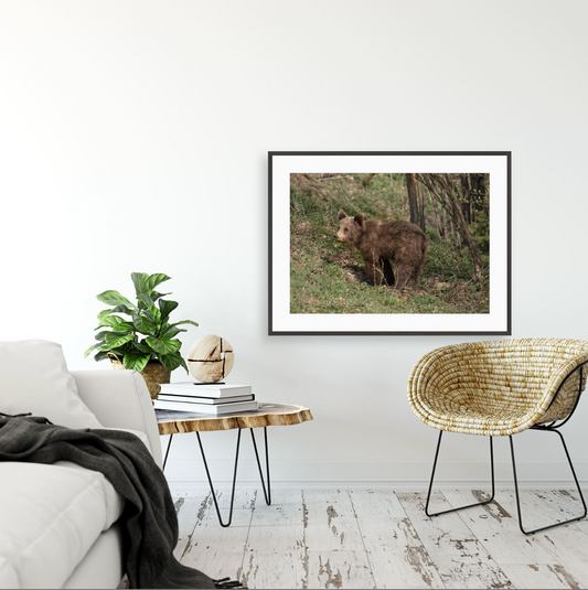 Ursus Arctos Arctos {Gallery frame}