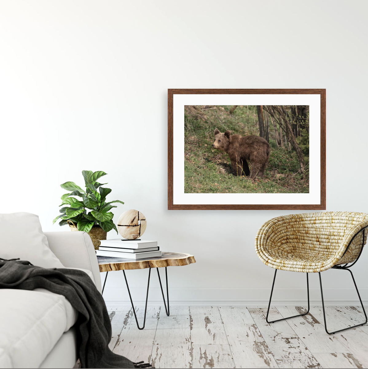 Ursus Arctos Arctos {Hand-finished-frames}