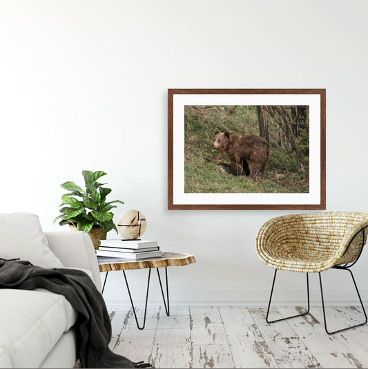 Ursus Arctos Arctos {Wood frame}