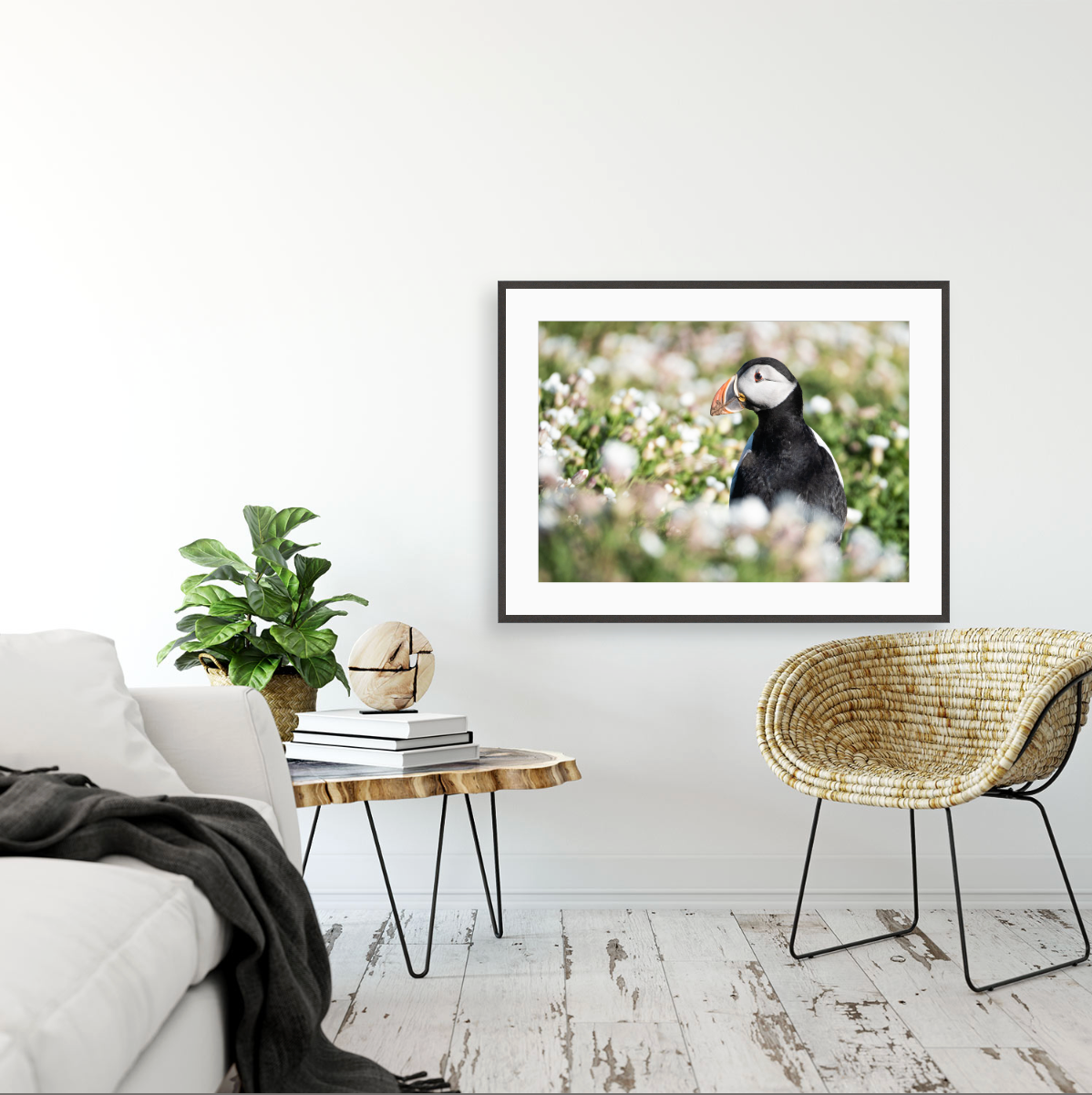 Fratercula Arctica I {Gallery frame}