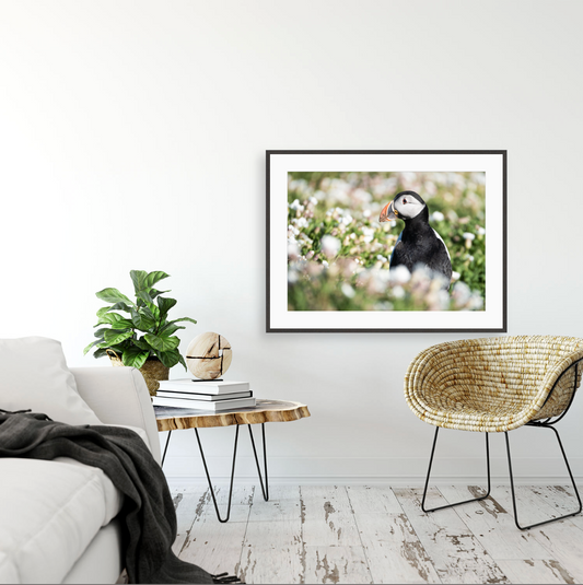 Fratercula Arctica I {Gallery frame}